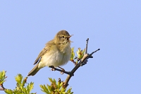 fitis (Phylloscopus trochilus) 4-2017 9641